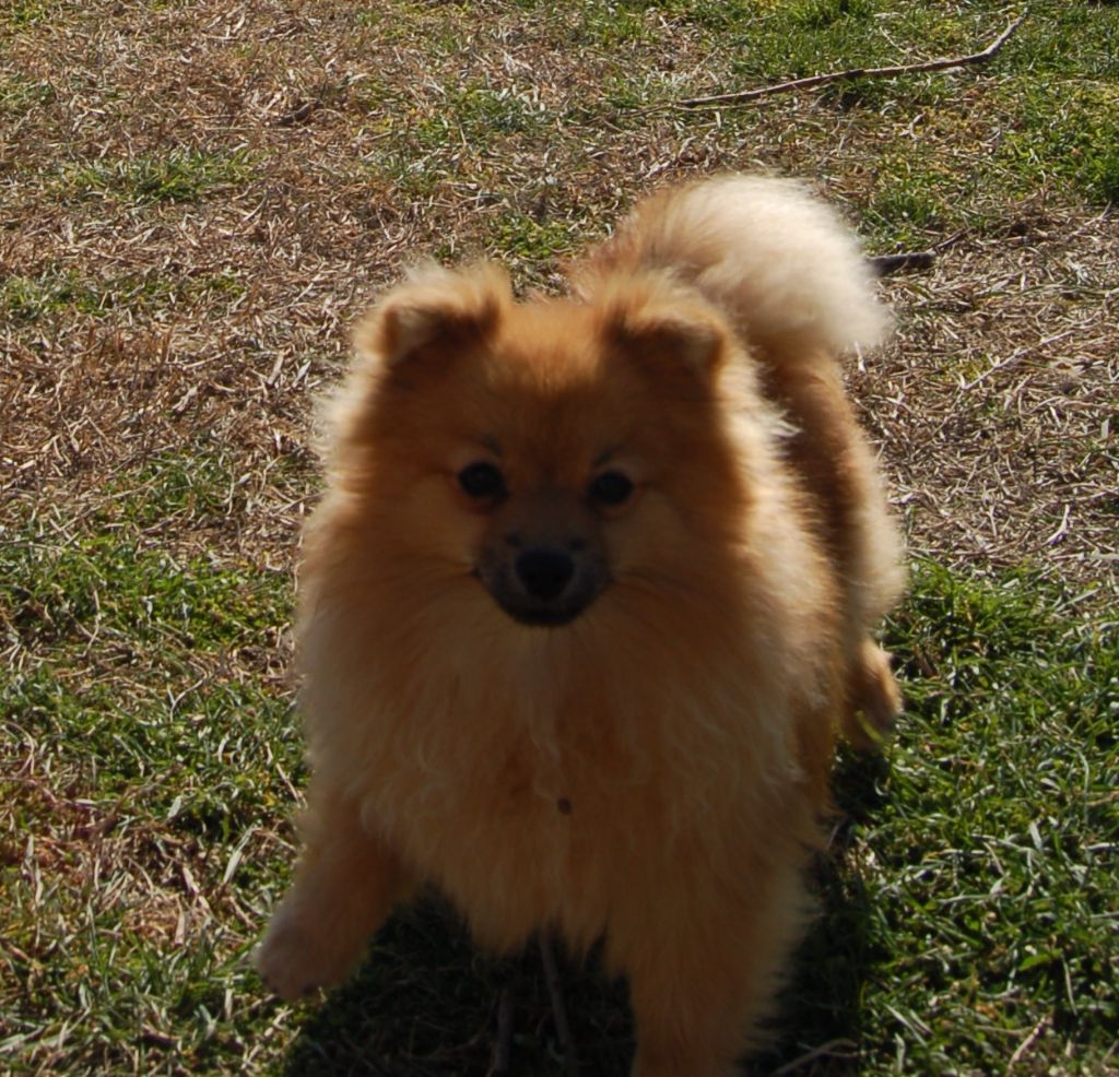 Born in rosebud - Chiot disponible  - Spitz allemand
