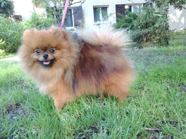 CH. Born in rosebud Hollywood pom